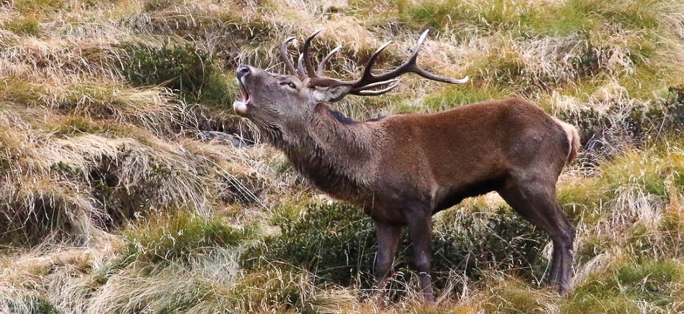 Foto Alvarez Dal bramito del cervo a Terra e Fuoco, sentiero della dea Estia'', il gran finale di Sinfonie d'autunno'' in val di Sole